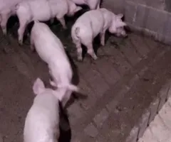 Продам поросят мама велика біла папа кантор